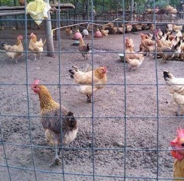 Multi Purpose 20x20 Galvanized Square Mesh Non Destructive Fence